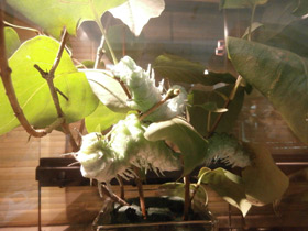 Смотреть фото Павлиноглазка атлас Фото Павлиноглазка атлас