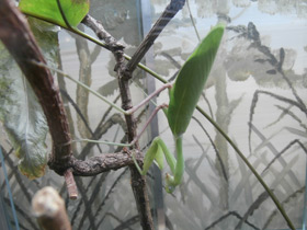 Фото Африканский богомол