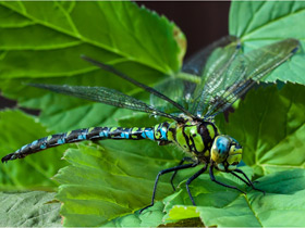 Фото Синее коромысло