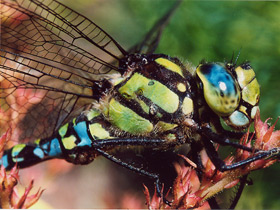 Фото Синее коромысло