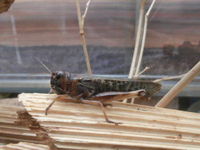 Смотреть фото Перелётная саранча Фото Перелётная саранча