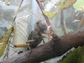 Смотреть фото Перелётная саранча Фото Перелётная саранча