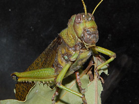 Смотреть фото Гигантская саранча Фото Гигантская саранча