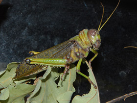 Смотреть фото Гигантская саранча Фото Гигантская саранча