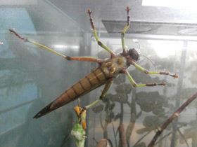 Смотреть фото Гигантская саранча Фото Гигантская саранча