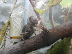 Смотреть фото Гигантская саранча Фото Гигантская саранча