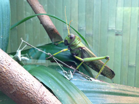 Смотреть фото Гигантская саранча Фото Гигантская саранча