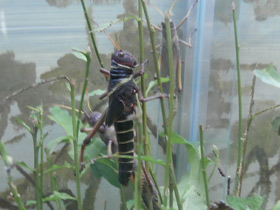 Смотреть фото Гигантская саранча Фото Гигантская саранча