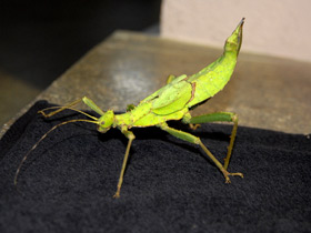 Разнокрылый гигантский палочник Разнокрылый гигантский палочник