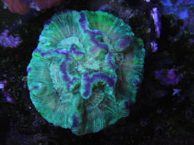 Трахифиллии Трахифиллии