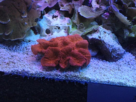 Фото Трахифиллии