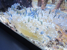 Смотреть фото Мангровая сидячая медуза Фото Мангровая сидячая медуза