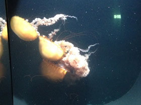 Фото Тихоокеанская морская крапива