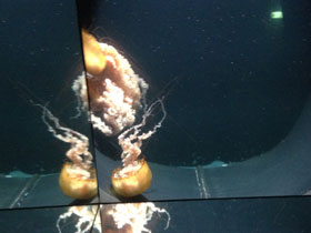 Фото Тихоокеанская морская крапива