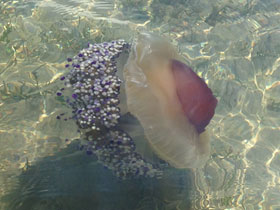 Котилориза Котилориза