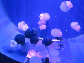 Смотреть фото Золотая медуза Фото Золотая медуза