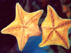 Смотреть фото Гребешковая патирия Фото Гребешковая патирия