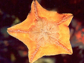 Смотреть фото Гребешковая патирия Фото Гребешковая патирия