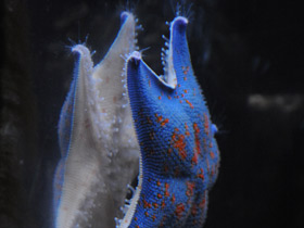 Смотреть фото Гребешковая патирия Фото Гребешковая патирия