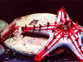 Красношипый протореастер Красношипый протореастер