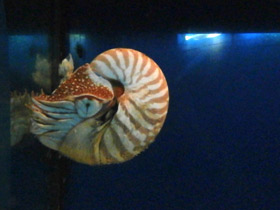 Смотреть фото Наутилоидовые Фото Наутилоидовые