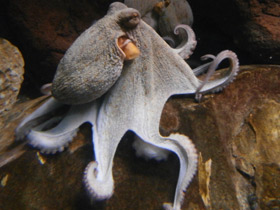 Фото Формы и краски в мире животных