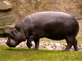 Смотреть фото Карликовый бегемот Фото Карликовый бегемот