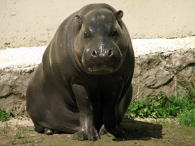 Карликовый бегемот Карликовый бегемот