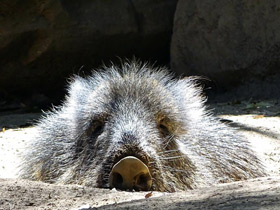 Чакский пекари