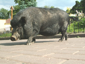 Фото Интересные факты о млекопитающих