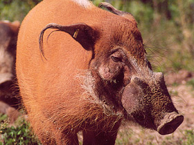 Кистеухая свинья