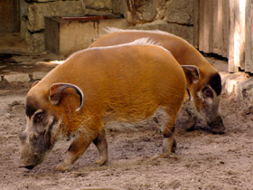 Фото Кистеухая речная свинья: апельсиновая хрюшка