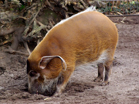 Фото Кистеухая речная свинья: апельсиновая хрюшка