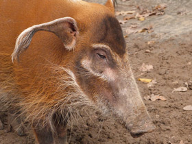 Фото Кистеухая речная свинья: апельсиновая хрюшка