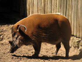 Фото Кистеухая речная свинья: апельсиновая хрюшка