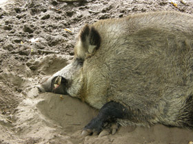 Смотреть фото Кабан Фото Кабан