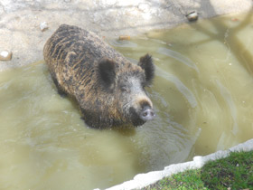 Смотреть фото Кабан Фото Кабан