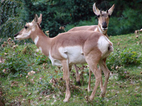 Смотреть фото Вилорог Фото Вилорог