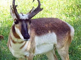 Смотреть фото Вилорог Фото Вилорог