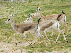 Смотреть фото Охота хищников Фото Охота хищников