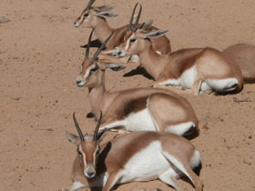 Газель-доркас Газель-доркас