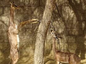 Смотреть фото Геренук Фото Геренук