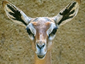 Смотреть фото Геренук Фото Геренук