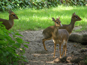 Смотреть фото Обыкновенный дикдик Фото Обыкновенный дикдик