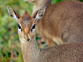 Обыкновенный дикдик