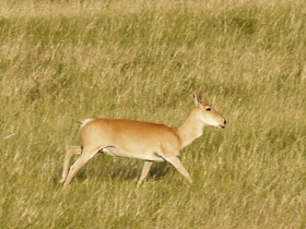 Фото Дзерен