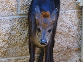 Смотреть фото Чёрный дукер Фото Чёрный дукер