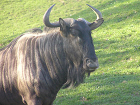 Голубой гну Голубой гну