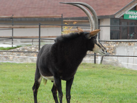 Смотреть фото Животные - символы Фото Животные - символы