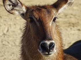 Водяной козел Водяной козел